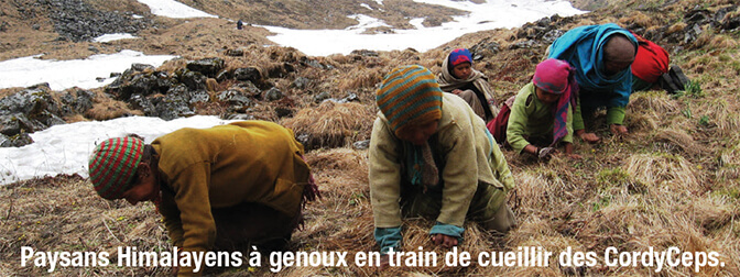 himalayens